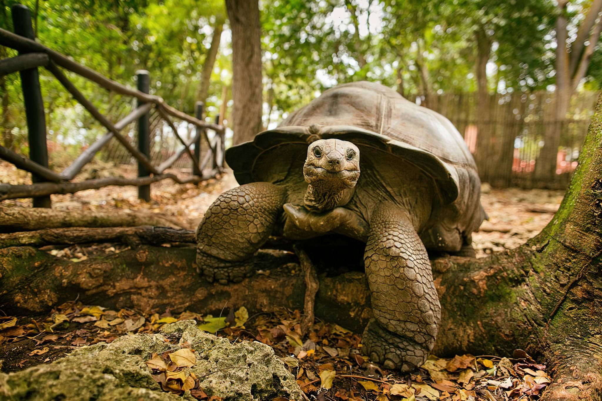 Prison Island & Giant Tortoises - History Meets Nature